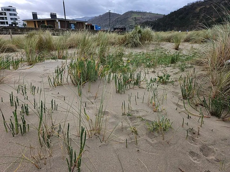 Playa de Antilla en Orio, Guipúzcoa — foto 4 de 8