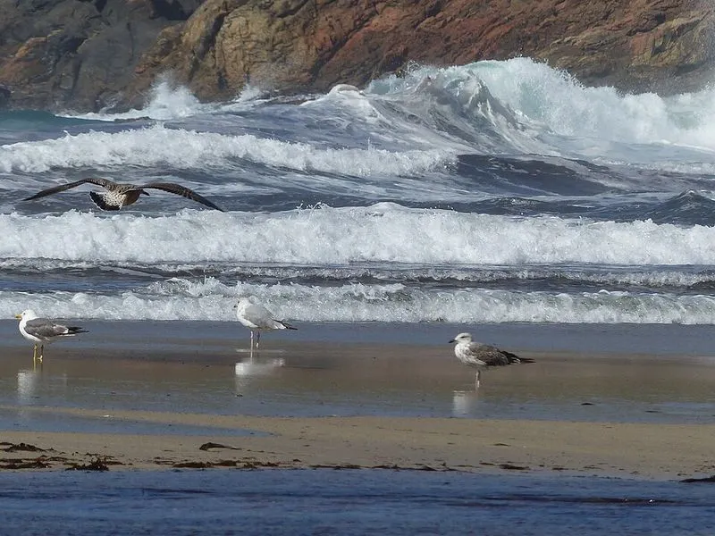 Playa de Arnela en Fisterra, A Coruña — foto 5 de 5