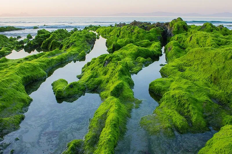 Playa de Arribas Blancas en Nigrán, Pontevedra — foto 4 de 5