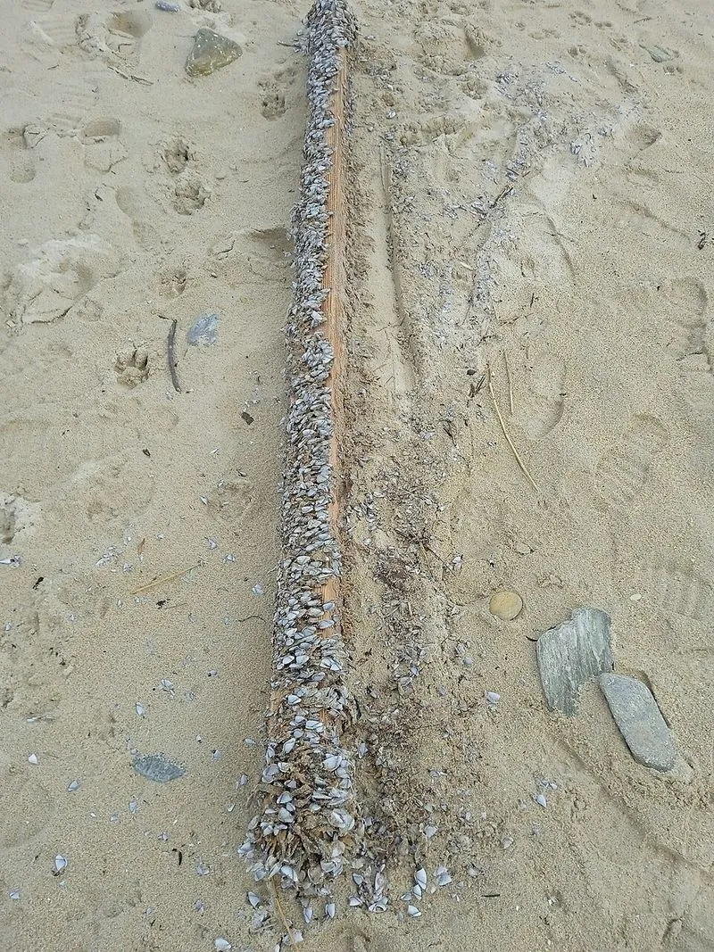 Playa Baldaio en Carballo, A Coruña — foto 4 de 5