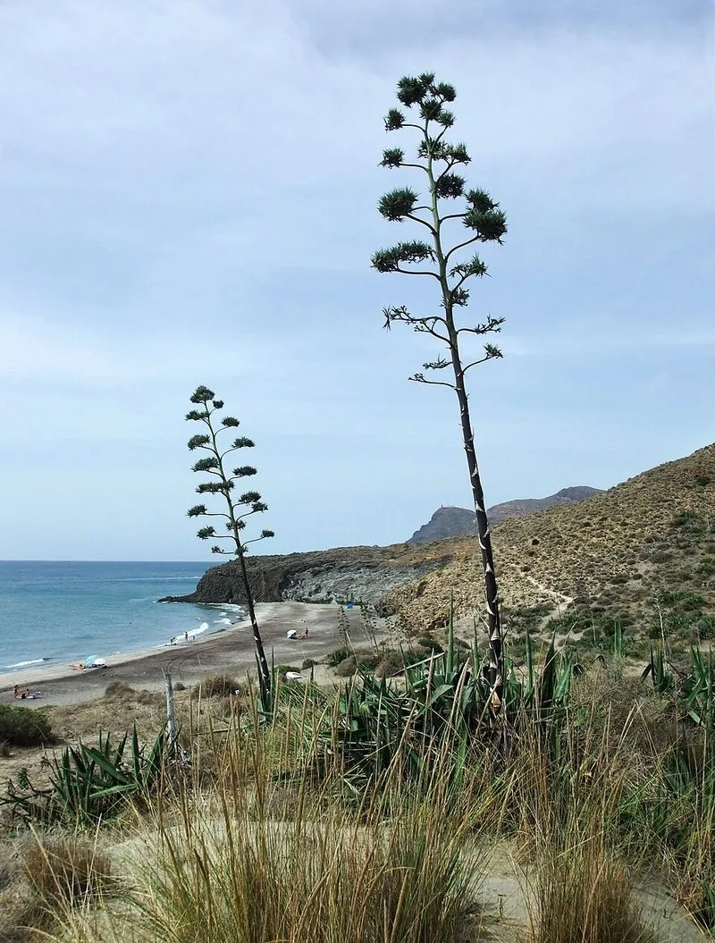 Cala Carbón en Níjar, Almería — foto 8 de 8