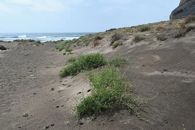 Playa Cala Chica en Níjar, Almería — foto 2 de 3