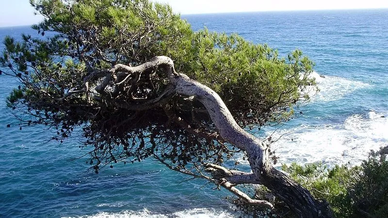 Cala del Pi en Castell-Platja d'Aro, Gerona — foto 4 de 6