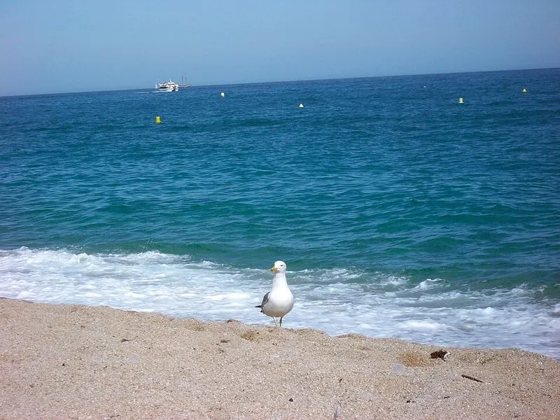 Playa Cala Forcanera en Blanes, Gerona — foto 2 de 7