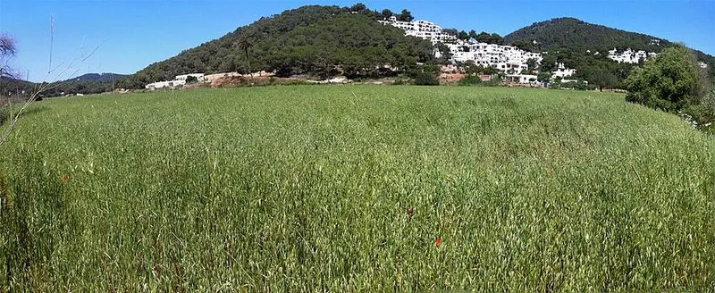Playa Cala Llonga en Santa Eulalia del Río, Islas Baleares — foto 5 de 5