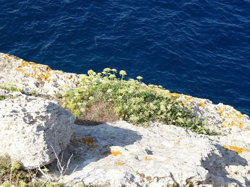 Caló de Sa Torre en Santanyí, Islas Baleares — foto 4 de 5