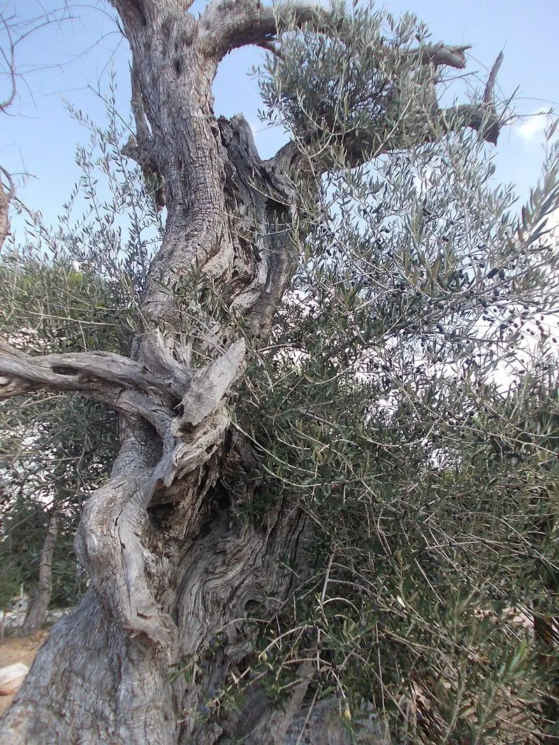 Caló d'En Real en Sant Josep de sa Talaia, Islas Baleares — foto 2 de 4