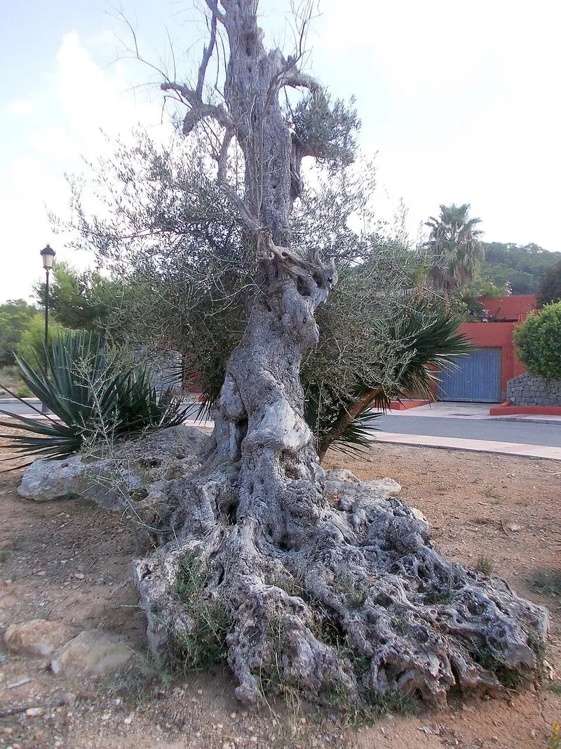 Caló d'En Real en Sant Josep de sa Talaia, Islas Baleares — foto 3 de 4