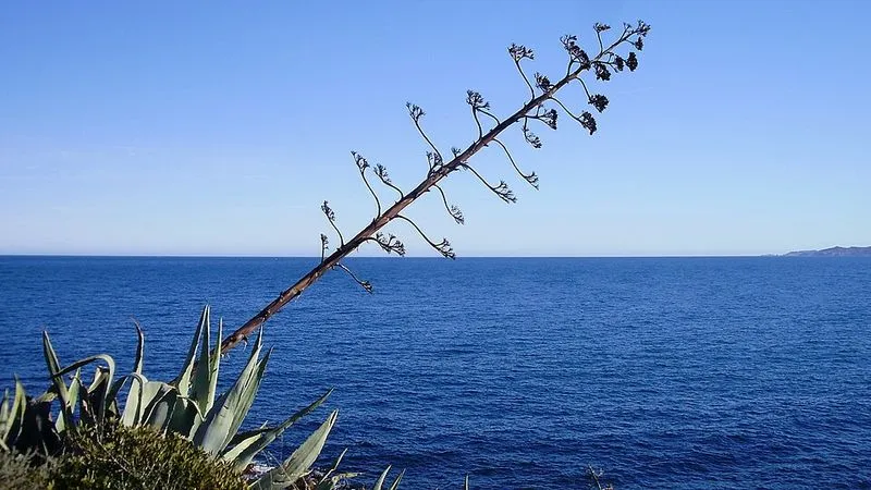 Playa Canyelles en Llançà, Gerona — foto 5 de 5