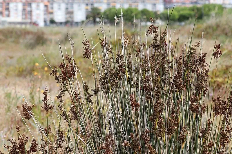 Playa Covas en Viveiro, Lugo — foto 6 de 6