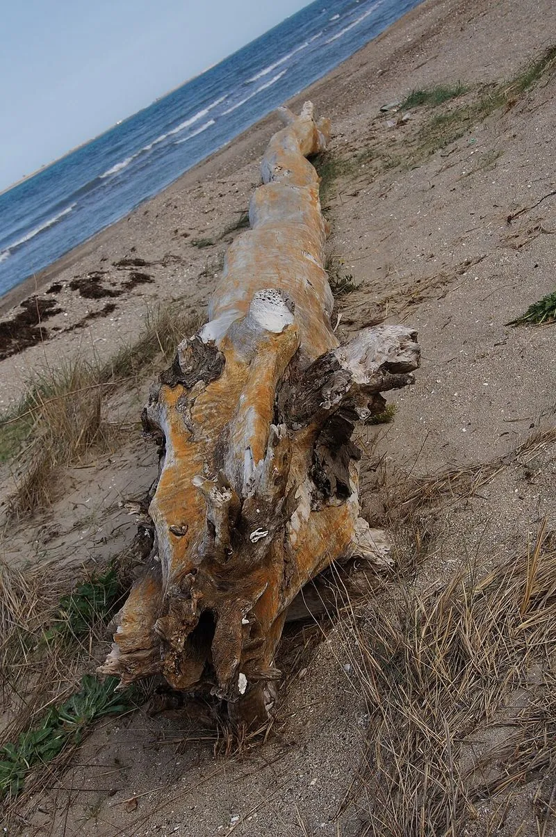 Playa del Arenal en L'Ampolla, Tarragona — foto 7 de 7