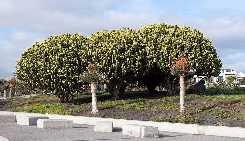 Playa El Bastián en Teguise, Las Palmas — foto 2 de 3