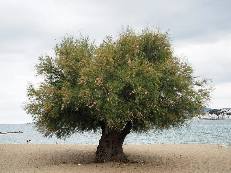 Playa de Grifeu en Llançà, Gerona — foto 2 de 6