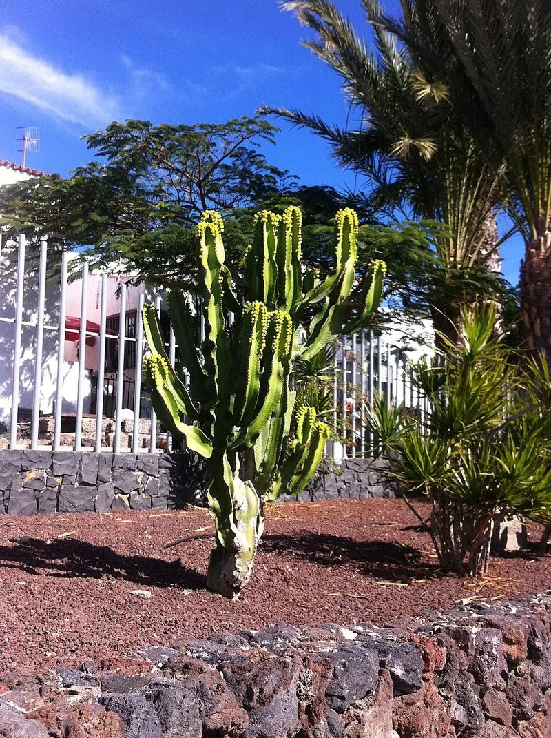 Playa de la Ballena en Arona, Santa Cruz de Tenerife — foto 2 de 5