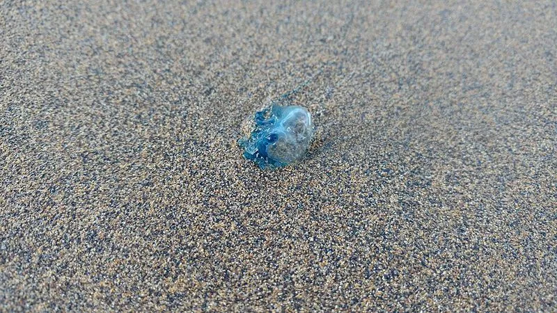Playa La Cicer en Las Palmas de Gran Canaria, Las Palmas — foto 2 de 5