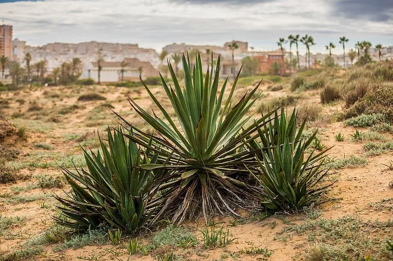 Playa de la Mata en Torrevieja, Alicante — foto 3 de 3