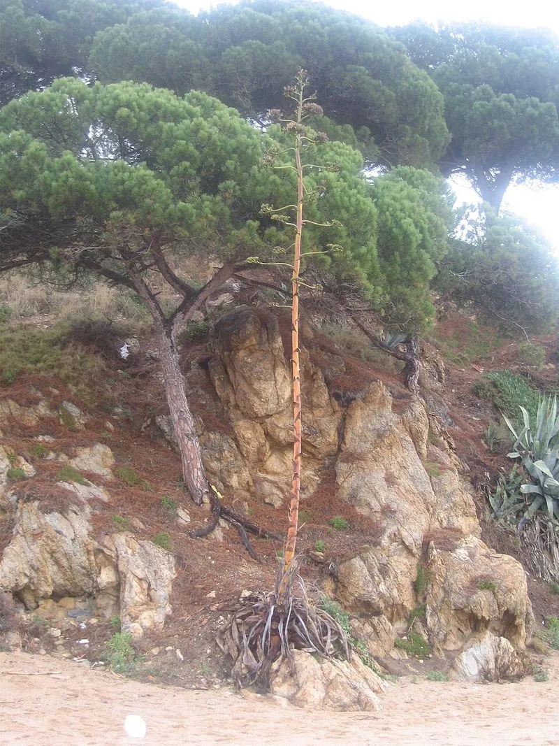 Playa de la Roca Grossa en Sant Pol de Mar, Barcelona — foto 6 de 10