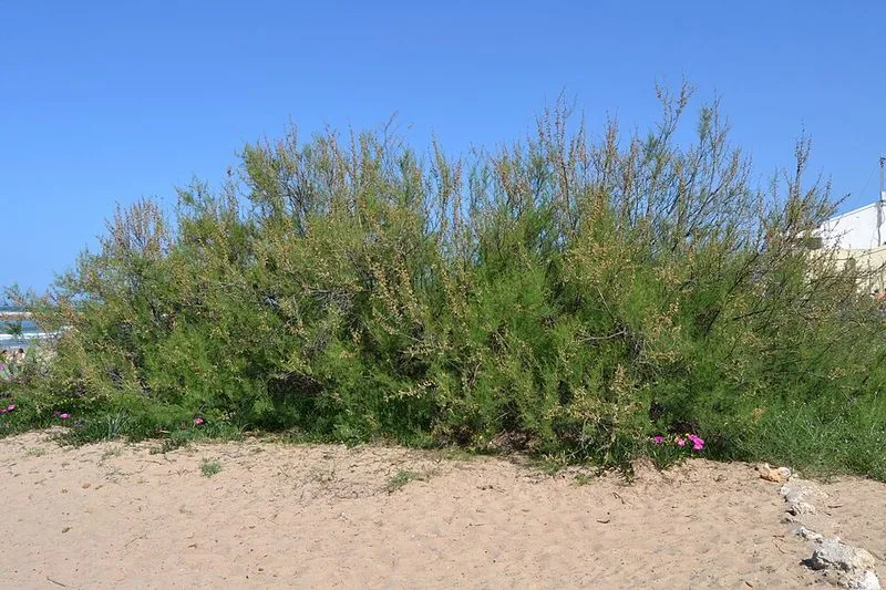 Playa de Les Deveses en Dénia, Alicante — foto 7 de 7