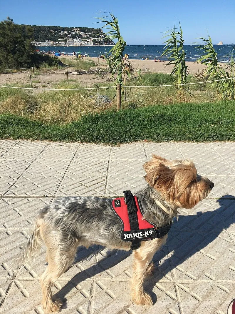 Playa de l'Estartit en Torroella de Montgrí, Gerona — foto 5 de 9