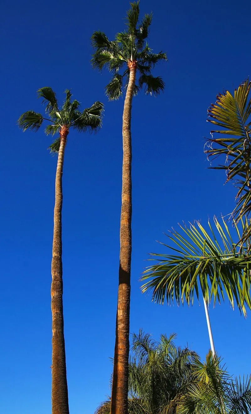Playa de los Cristianos en Arona, Santa Cruz de Tenerife — foto 3 de 8