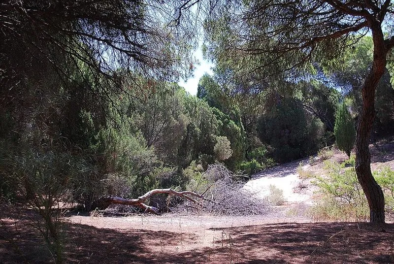 Playa Los Enebrales en Punta Umbría, Huelva — foto 3 de 4