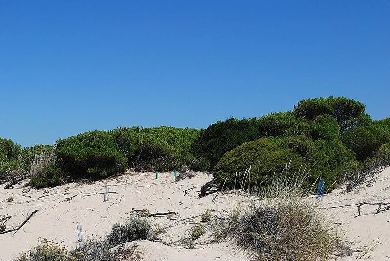 Playa de los Enebrales en Punta Umbría