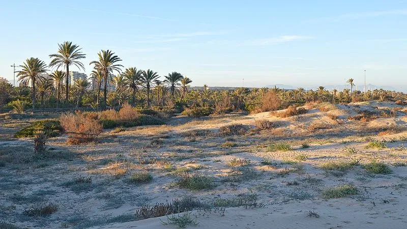Playa de los Viveros en Guardamar del Segura, Alicante — foto 2 de 3