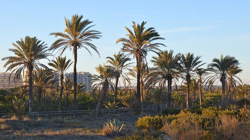Playa de los Viveros en Guardamar del Segura, Alicante — foto 3 de 3