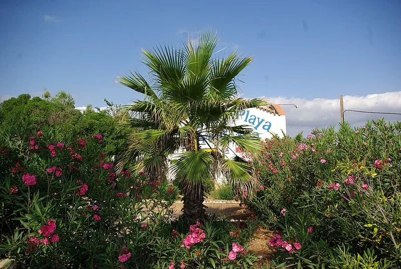 Playa Mañetes en Alcalà de Xivert, Castellón — foto 2 de 8