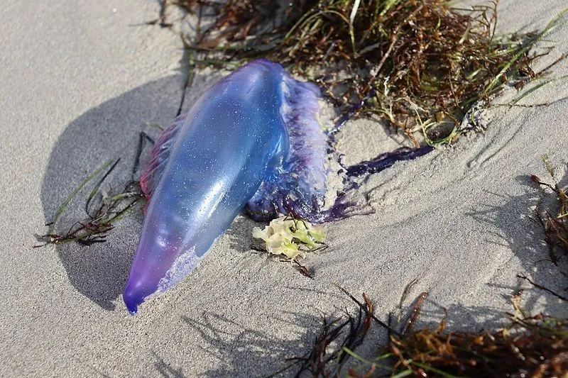 Playa de O Cantiño en Burela, Lugo — foto 2 de 3