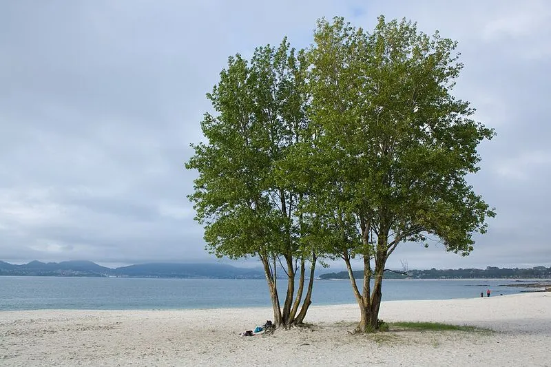 Playa de O Vao en Vigo, Pontevedra — foto 1 de 9