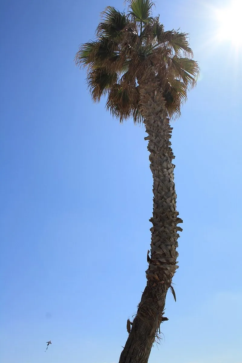 Playa de Patacona en Alboraya, Valencia — foto 5 de 5