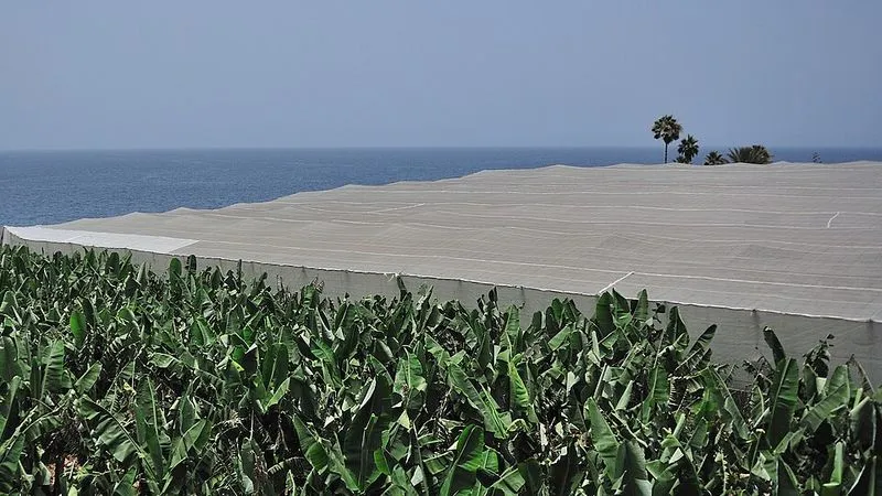 Playa de Pelota Bayana en Los Llanos de Aridane