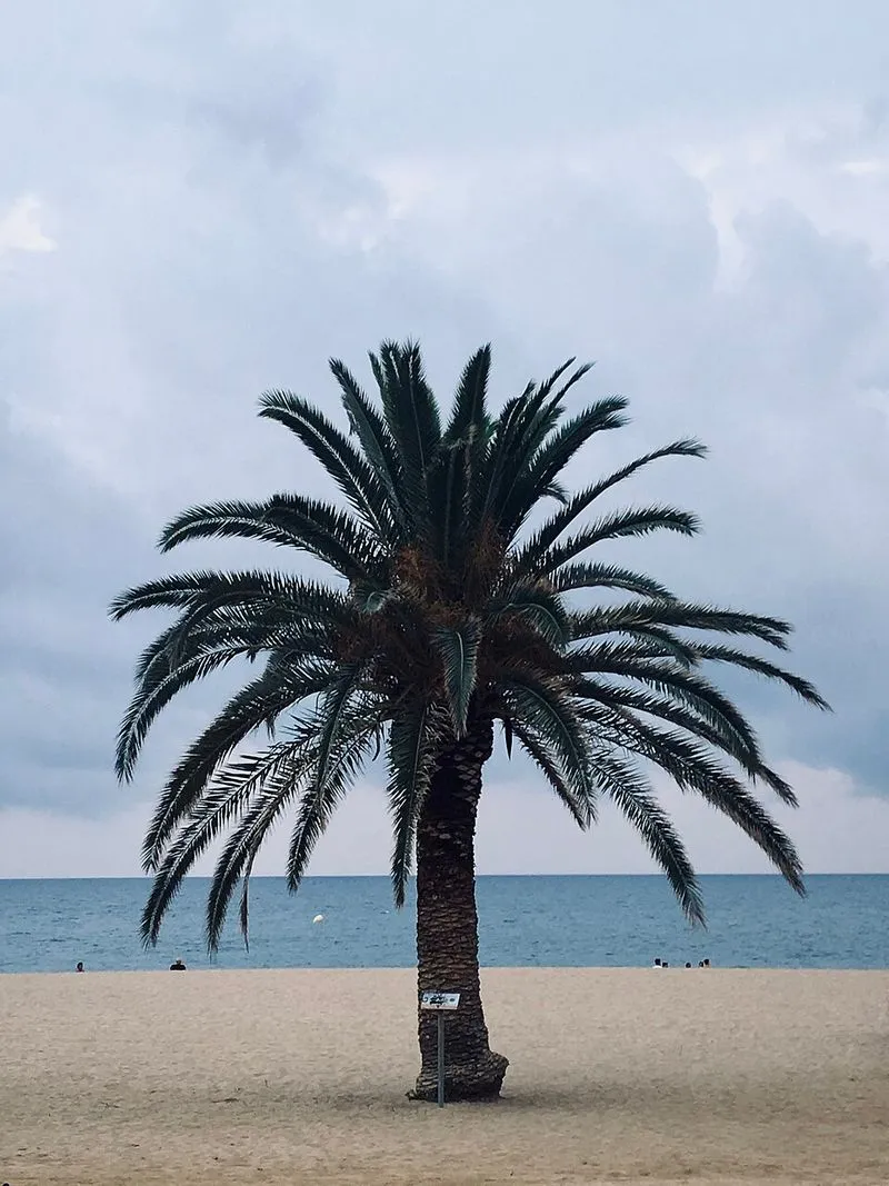 Playa Platja Gran en Calella, Barcelona — foto 6 de 8