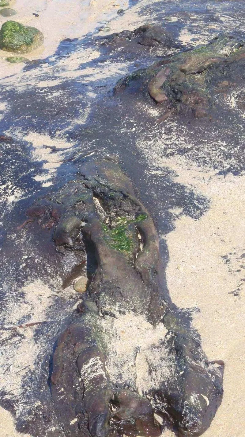 Playa de Ponzos en Ferrol, A Coruña — foto 5 de 5