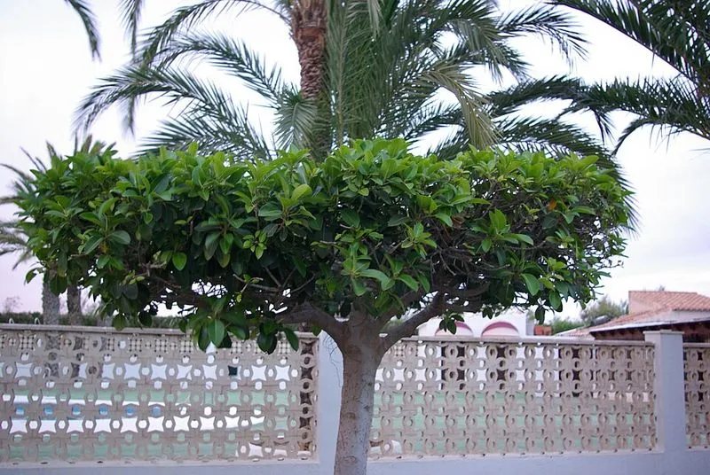 Playa de Puerto Rey en Vera, Almería — foto 2 de 2