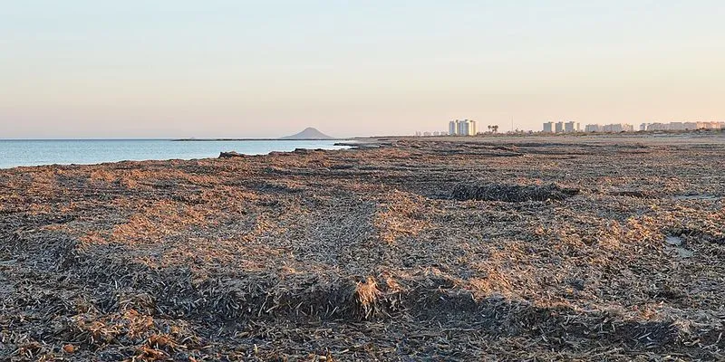 Playa de Punta de Algas (Playas de la Llana) en San Pedro del Pinatar, Murcia — foto 4 de 8