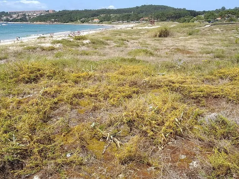 Playa de Raeiros en O Grove, Pontevedra — foto 5 de 5