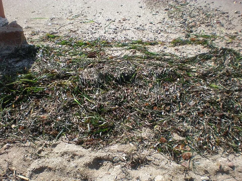 Playa de Renegà en Oropesa del Mar/Orpesa, Castellón — foto 5 de 7
