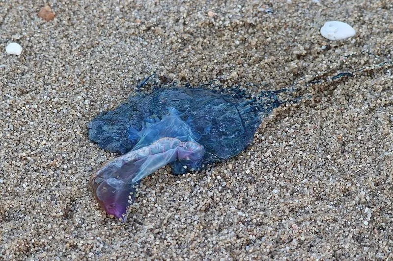 Playa Ril en Burela, Lugo — foto 2 de 3