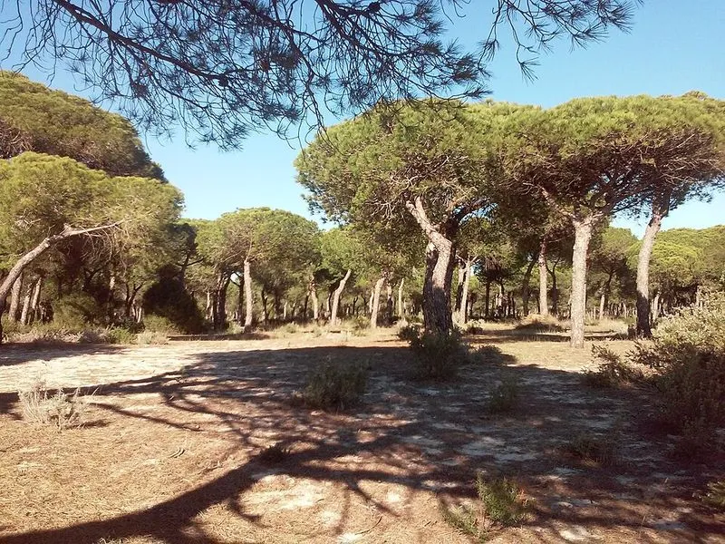 Playa de Rompeculos en Moguer, Huelva — foto 2 de 5