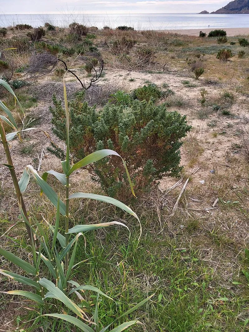 Playa Sant Pol en Sant Feliu de Guíxols, Gerona — foto 2 de 9