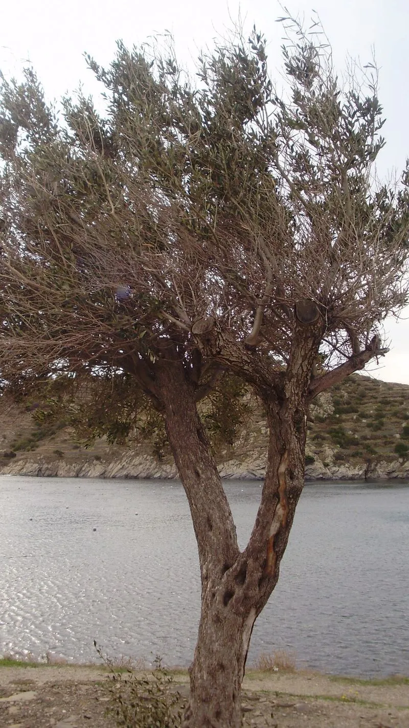 Playa de ses Oliveres en Cadaqués, Gerona — foto 3 de 4