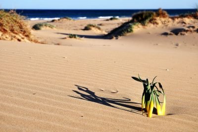 Playa de Carabassí en Elche/Elx