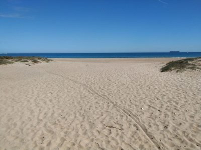 Playa de l'Arbre del Gos en Valencia