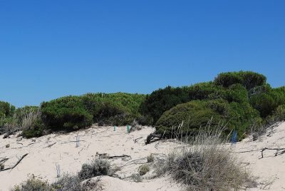 Playa de los Enebrales en Punta Umbría