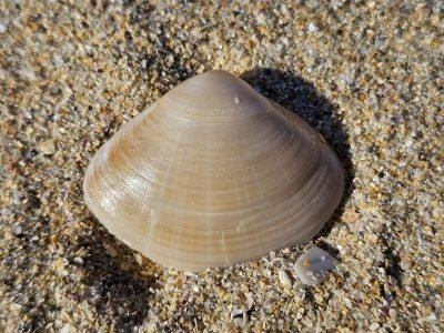 Playa de O Vilar en Ferrol