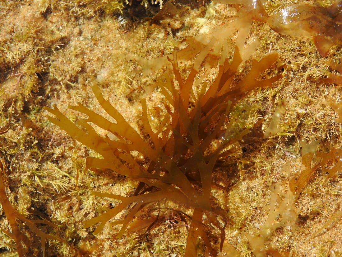Ejemplar de alga parda invasora Rugulopteryx okamurae creciendo sobre roca en aguas someras