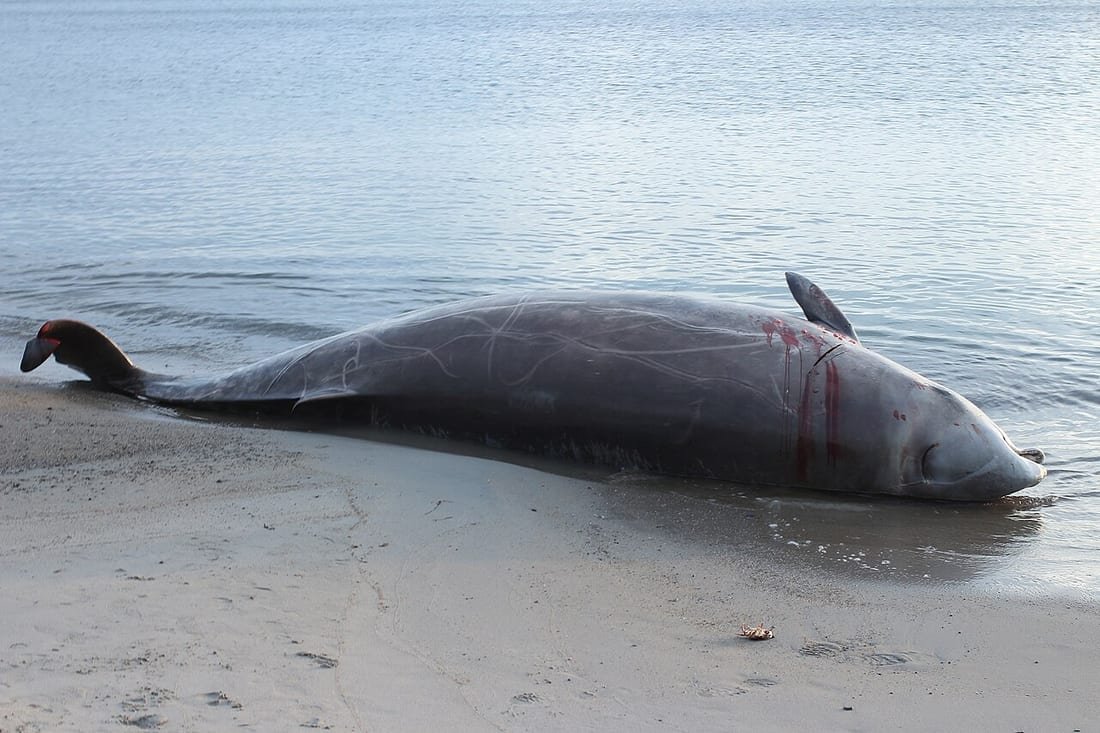 Cetáceo varado y sin vida en la orilla de una playa de arena, a la espera del equipo de la red de varamientos