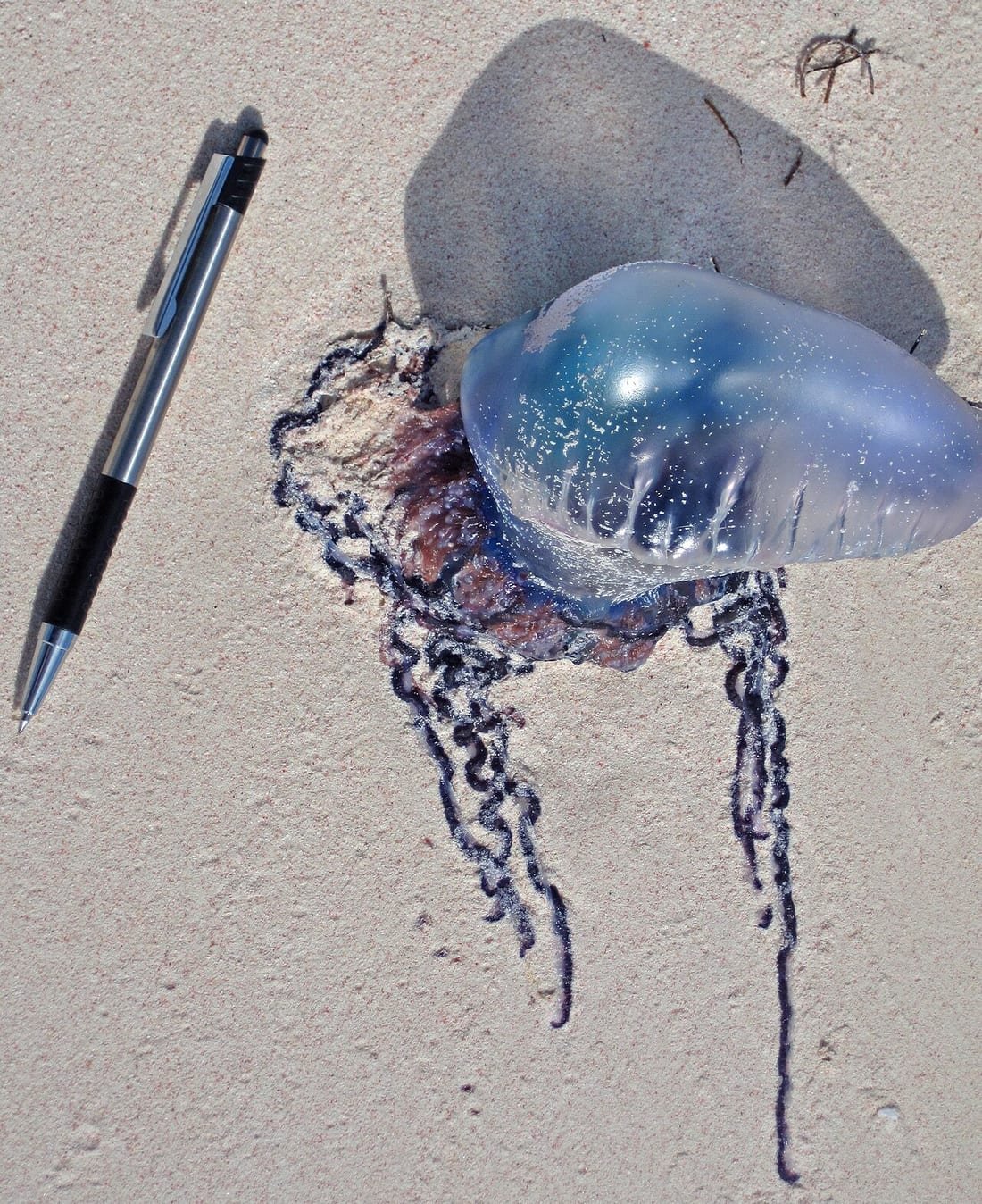 Carabela portuguesa varada en la arena con su flotador azul y tentáculos, junto a un bolígrafo de escala